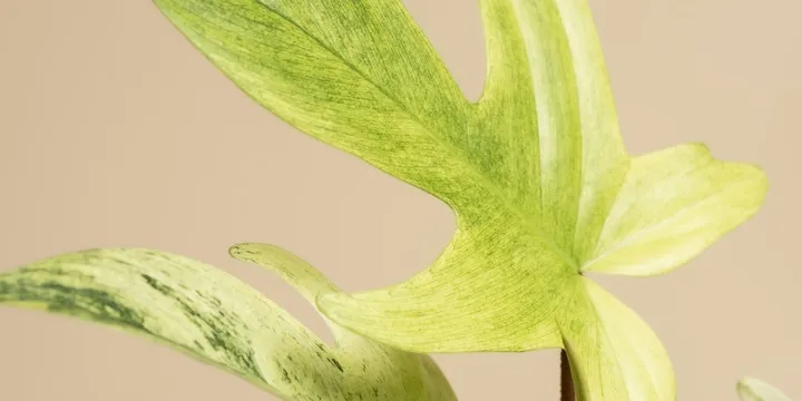 How to Care for a Philodendron 'Painted Lady'