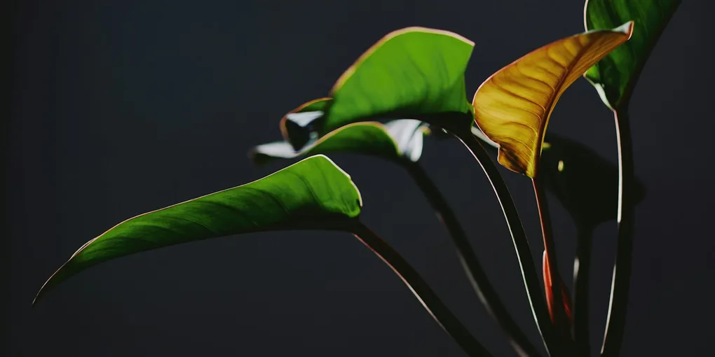 How to Care for a Philodendron Pink Congo