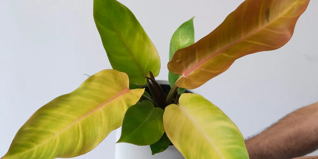 How to Care for a Philodendron Prince of Orange