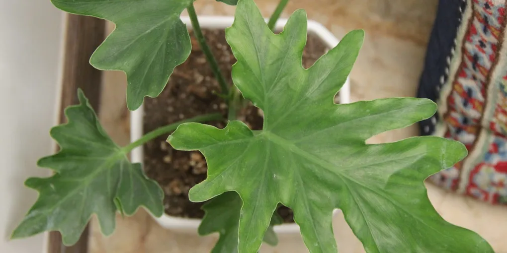 How to Care for a Philodendron Selloum (Tree Philodendron)