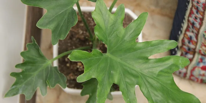 How to Care for a Philodendron Selloum (Tree Philodendron)