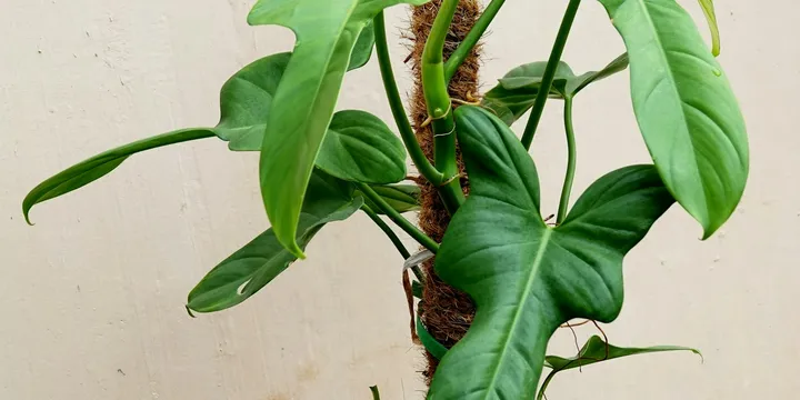 How to Care for a Philodendron Squamiferum