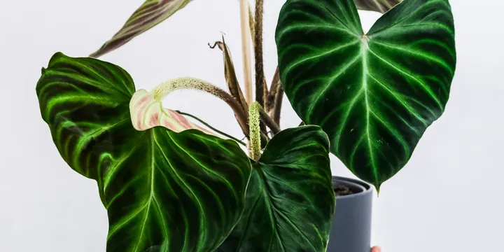 How to Care for a Philodendron Verrucosum