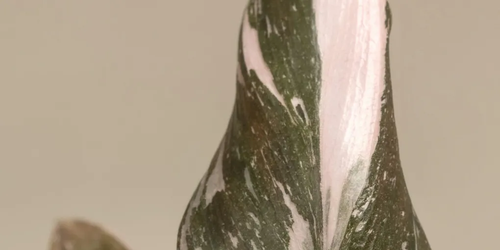 How to Care for a Philodendron White Princess