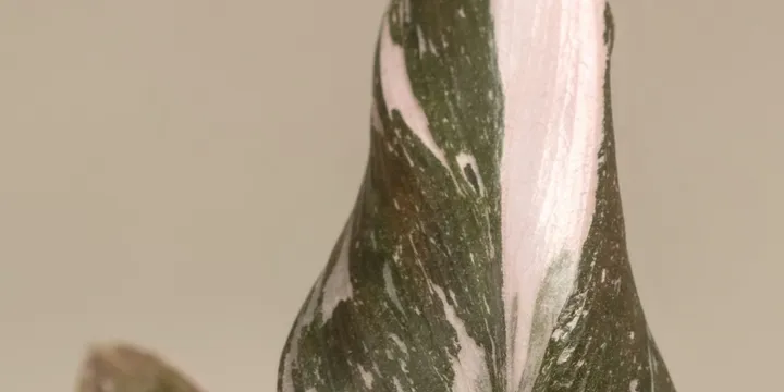 How to Care for a Philodendron White Princess
