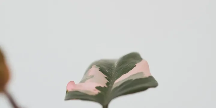 How to Care for a Pink Princess Philodendron