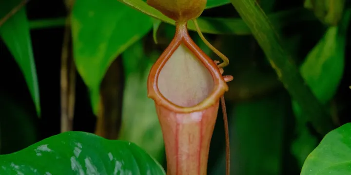 How to Care for a Pitcher Plant