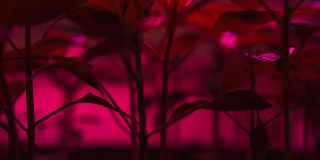 Why Are My Plants Drooping Under Grow Lights?