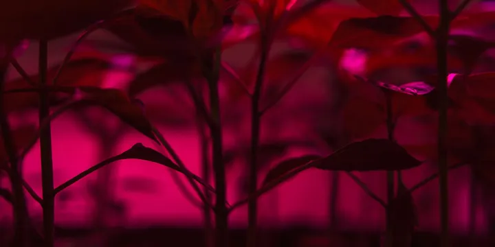 Why Are My Plants Drooping Under Grow Lights?