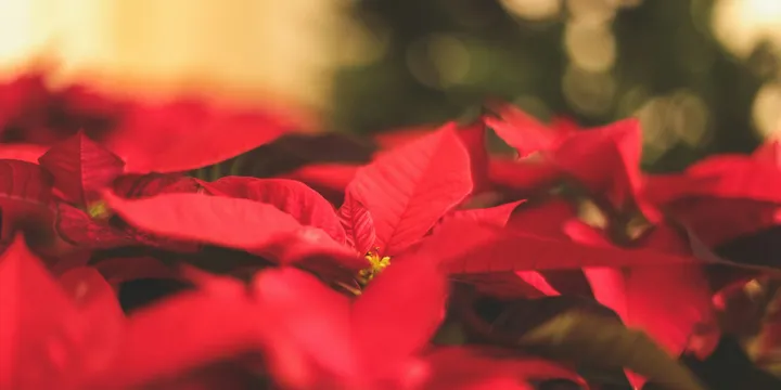 How to Care for a Poinsettia