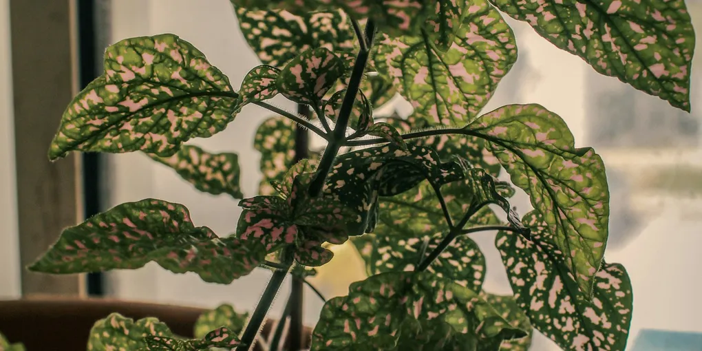 How to Care for a Polka Dot Plant (Hypoestes phyllostachya)