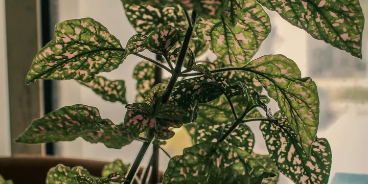 How to Care for a Polka Dot Plant (Hypoestes phyllostachya)