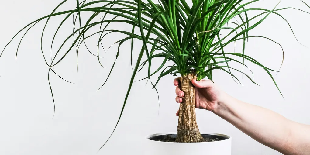 How to Care for a Ponytail Palm
