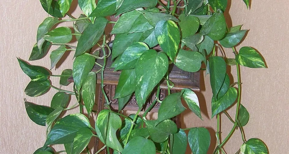 How to Care for a Pothos
