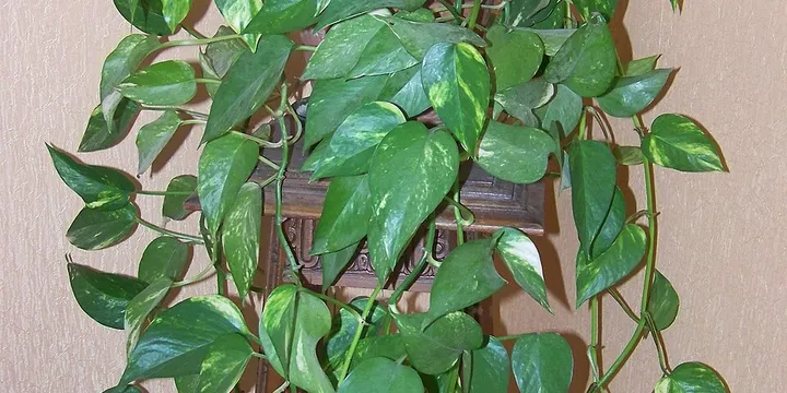 How to Care for a Pothos