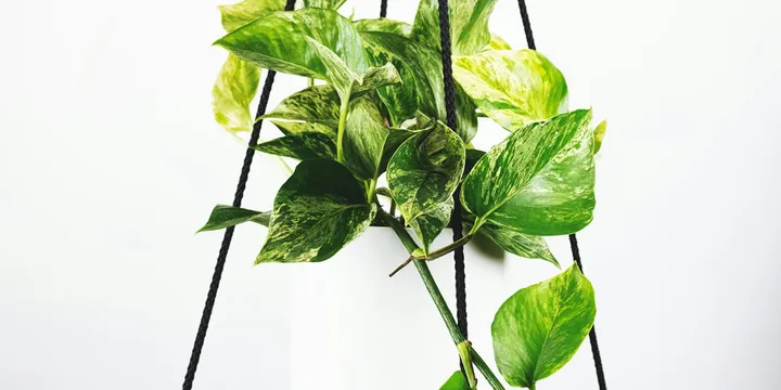 Why Is My Pothos Losing Its Variegation?