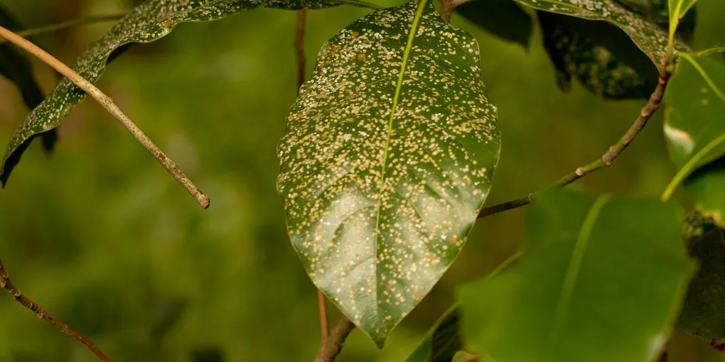 Powdery Mildew on Houseplants: What It Is and How to Treat It