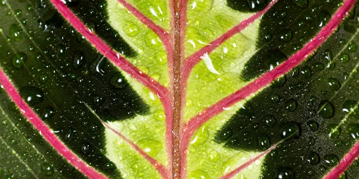 How to Care for a Prayer Plant (Maranta)