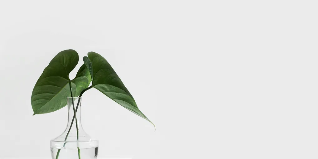 How to Propagate Houseplants From Cuttings