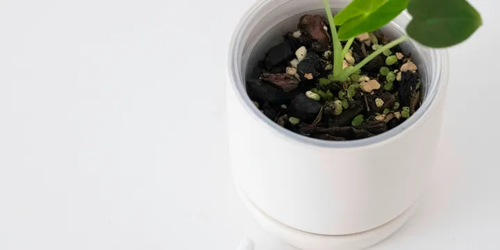 How to Prune Houseplants (and When You Should)