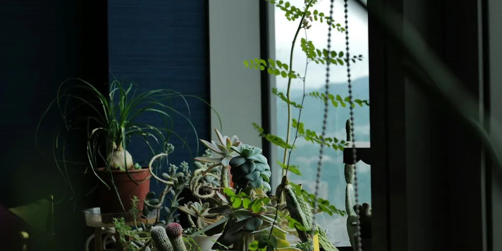 How to Quarantine a New Plant to Avoid Spreading Pests