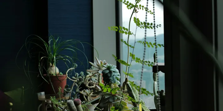 How to Quarantine a New Plant to Avoid Spreading Pests