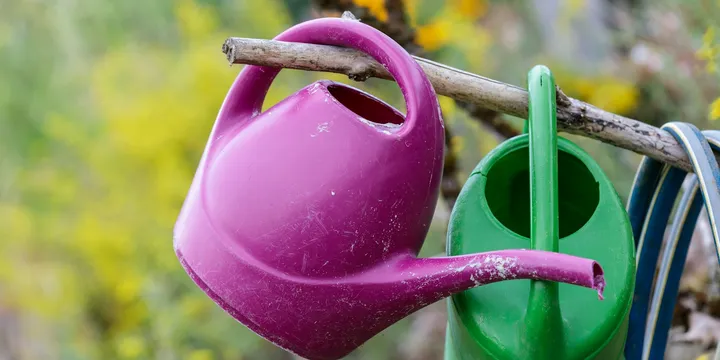 How Long Can You Store Rainwater for Plants?