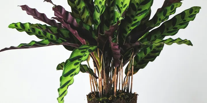 How to Care for a Rattlesnake Plant