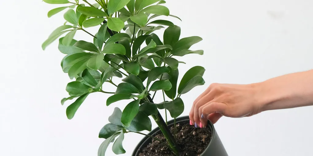 How to Repot a Houseplant Without Stressing It Out