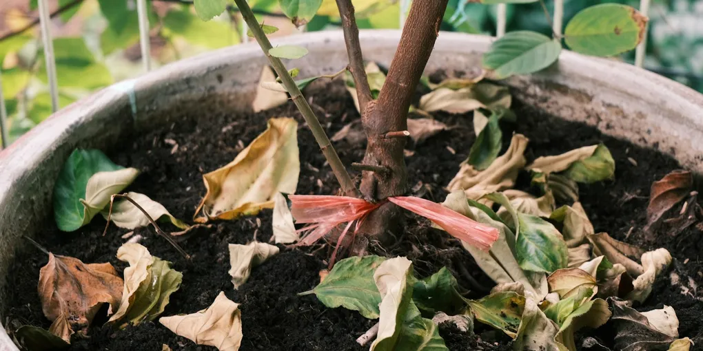 How to Revive a Dying Houseplant