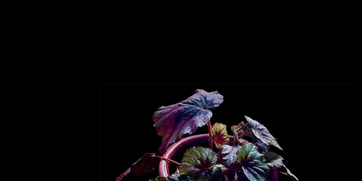 How to Care for a Rex Begonia
