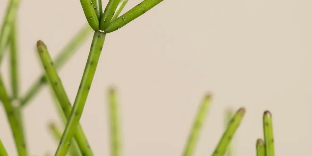 How to Care for a Rhipsalis