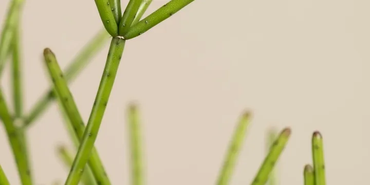How to Care for a Rhipsalis