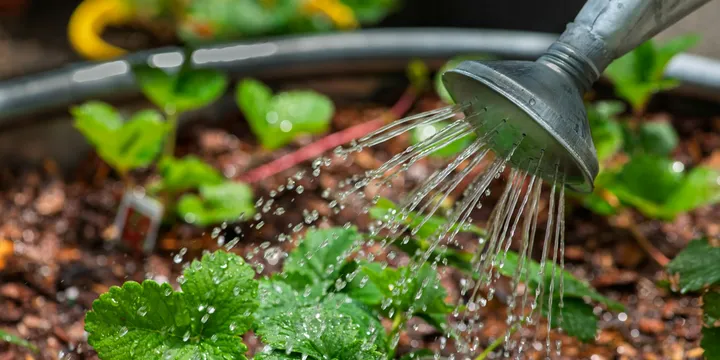 Does Rice Water Help Houseplants? Does It Actually Work?