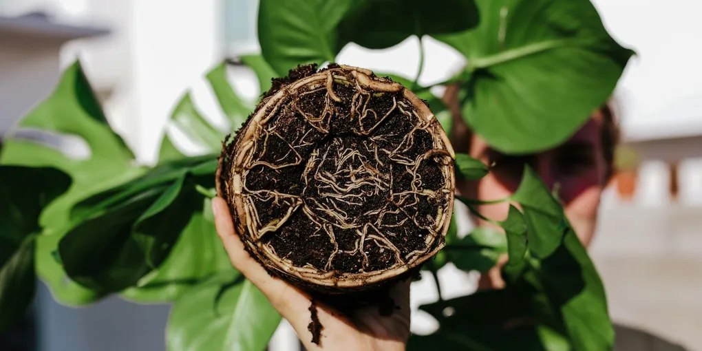 How to Get Rid of Root Aphids on Houseplants