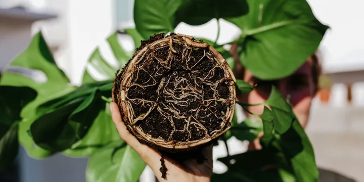 How to Tell if a Houseplant Is Root Bound (and What to Do About It)