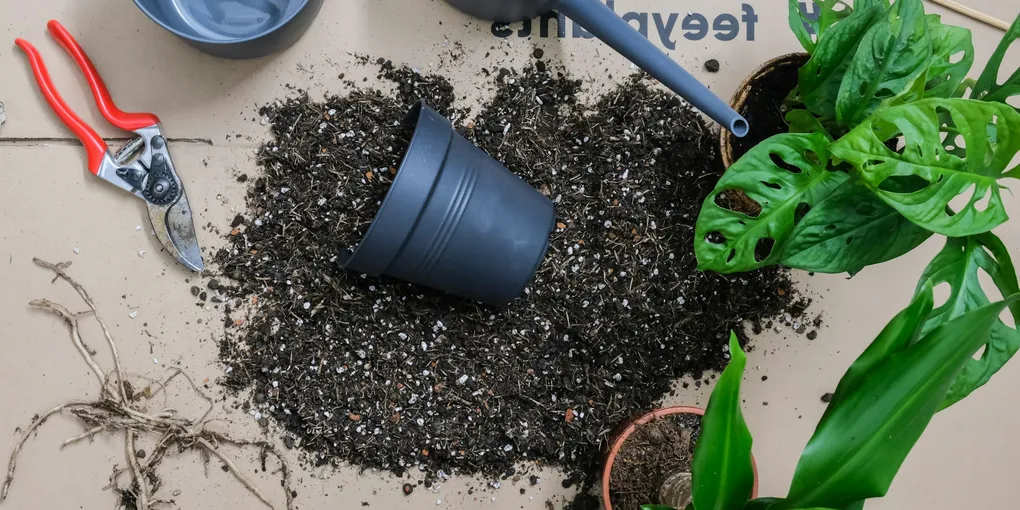 How to Fix Root Rot in Houseplants (Before It's Too Late)
