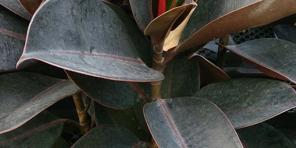 How to Care for a Rubber Plant