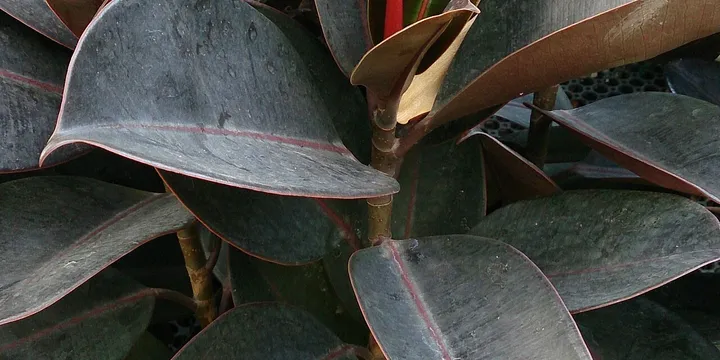 How to Care for a Rubber Plant