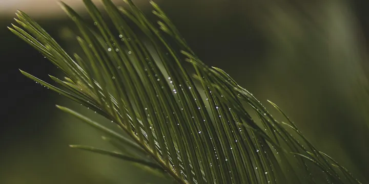 How to Care for a Sago Palm