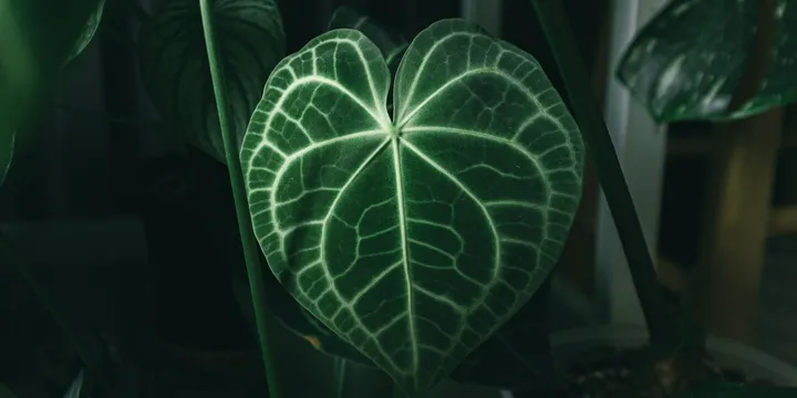 How to Care for a Satin Pothos