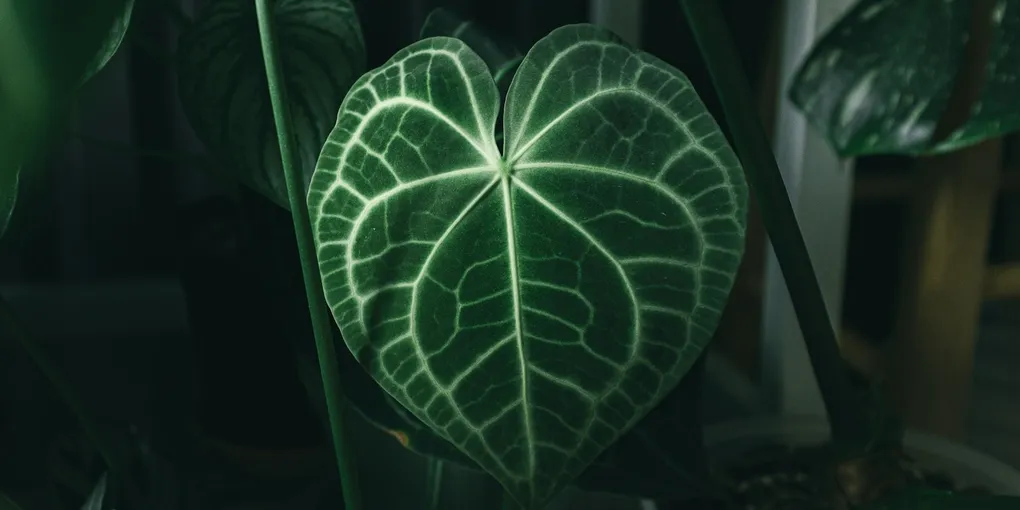 How to Care for a Satin Pothos