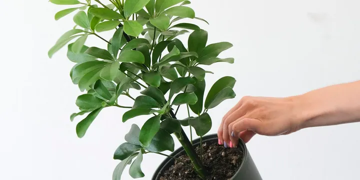 How to Care for a Schefflera (Umbrella Plant)