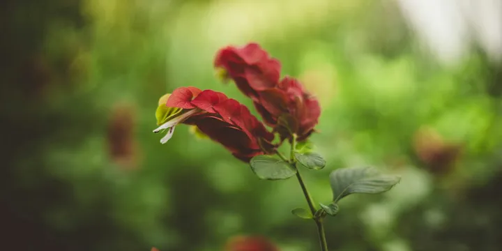 How to Care for a Shrimp Plant