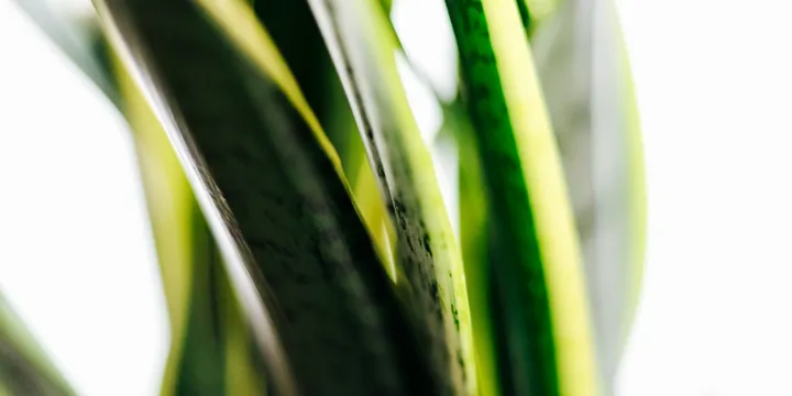 Why Is My Snake Plant Getting Brown Tips?