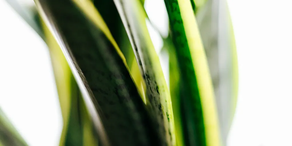 Why Is My Snake Plant Getting Brown Tips?
