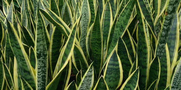 How to Care for a Snake Plant