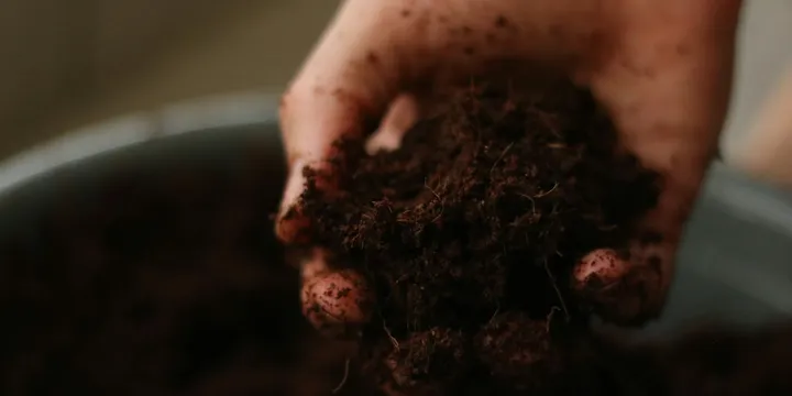 How to Test and Adjust Soil pH for Houseplants