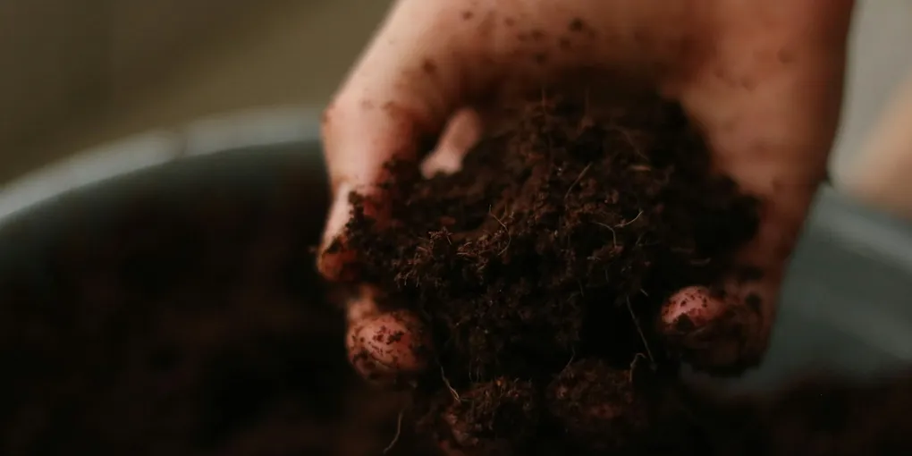 How to Test and Adjust Soil pH for Houseplants
