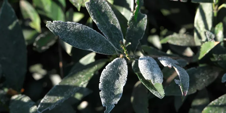 Sooty Mold on Houseplants: What It Is and How to Remove It